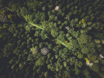A path in a forest